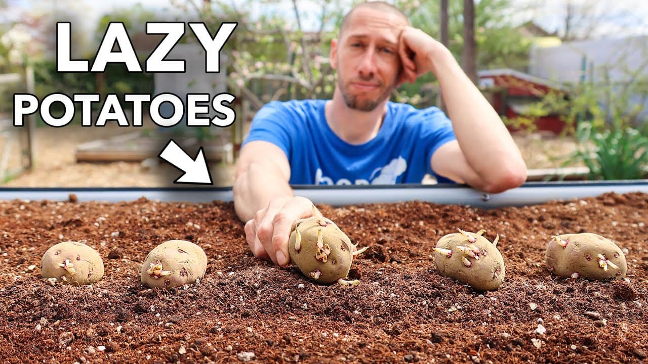 The Lazy Potato Hack